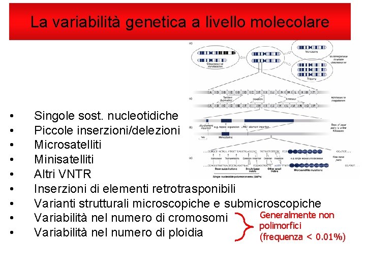 La variabilità genetica a livello molecolare • • • Singole sost. nucleotidiche Piccole inserzioni/delezioni