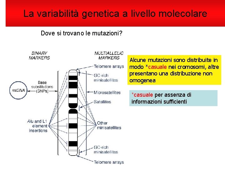 La variabilità genetica a livello molecolare Dove si trovano le mutazioni? Alcune mutazioni sono