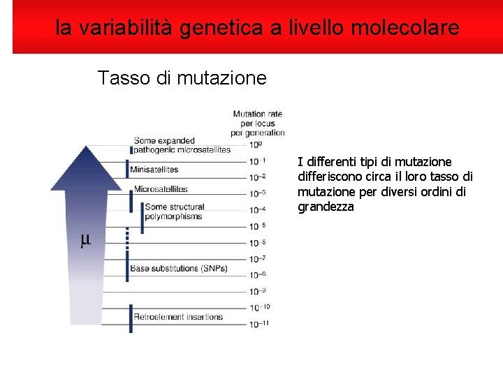 la variabilità genetica a livello molecolare Tasso di mutazione I differenti tipi di mutazione