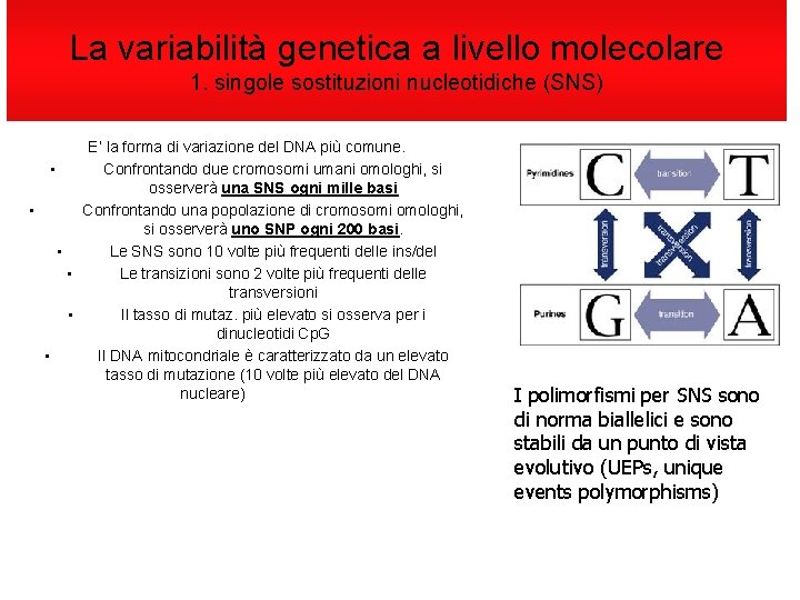La variabilità genetica a livello molecolare 1. singole sostituzioni nucleotidiche (SNS) E’ la forma
