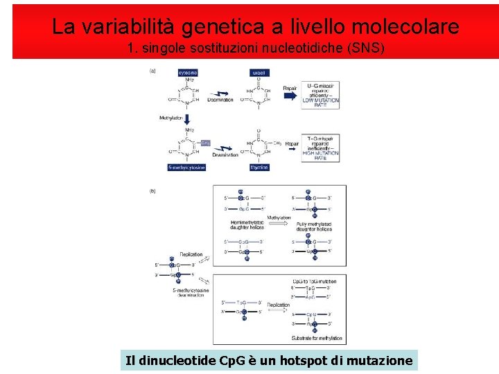 La variabilità genetica a livello molecolare 1. singole sostituzioni nucleotidiche (SNS) Il dinucleotide Cp.