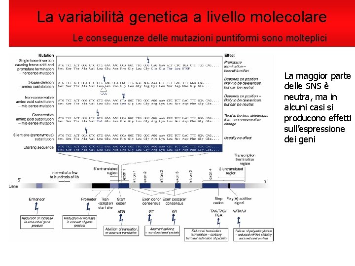 La variabilità genetica a livello molecolare Le conseguenze delle mutazioni puntiformi sono molteplici La