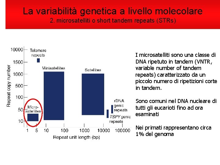La variabilità genetica a livello molecolare 2. microsatelliti o short tandem repeats (STRs) I