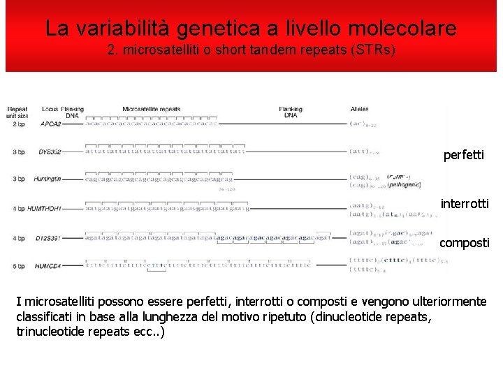 La variabilità genetica a livello molecolare 2. microsatelliti o short tandem repeats (STRs) perfetti