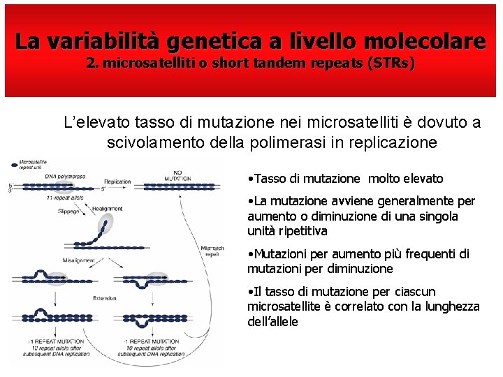 La variabilità genetica a livello molecolare 2. microsatelliti o short tandem repeats (STRs) L’elevato
