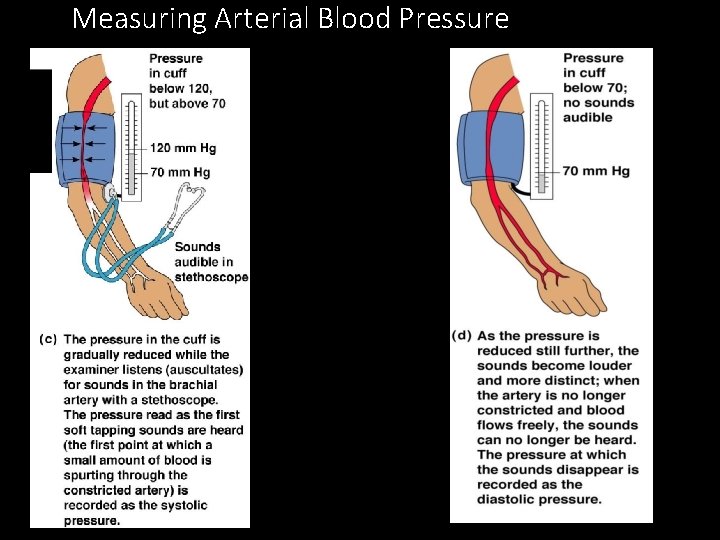 Measuring Arterial Blood Pressure Measuring Arterial Blood Pressure