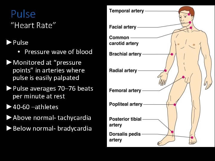Pulse “Heart Rate” ►Pulse • Pressure wave of blood ►Monitored at “pressure points” in Pulse “Heart Rate” ►Pulse • Pressure wave of blood ►Monitored at “pressure points” in