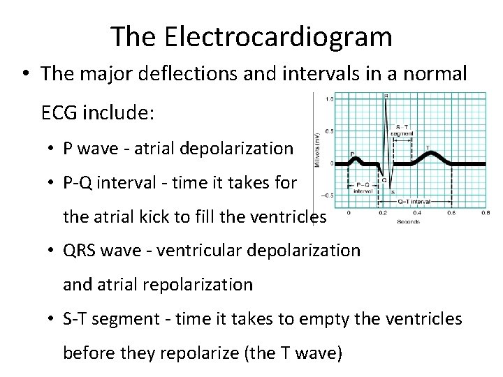 The Electrocardiogram • The major deflections and intervals in a normal ECG include: •