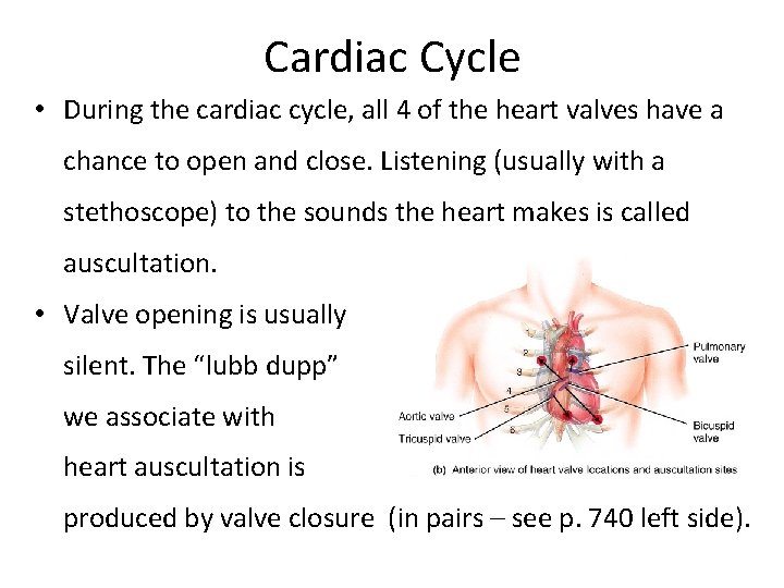 Cardiac Cycle • During the cardiac cycle, all 4 of the heart valves have