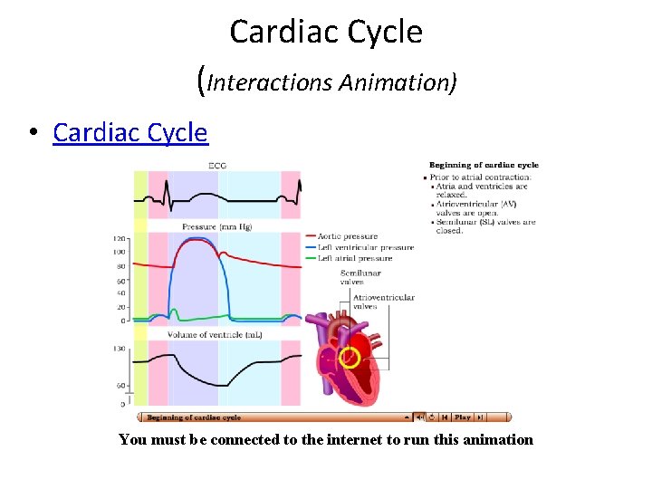 Cardiac Cycle (Interactions Animation) • Cardiac Cycle You must be connected to the internet