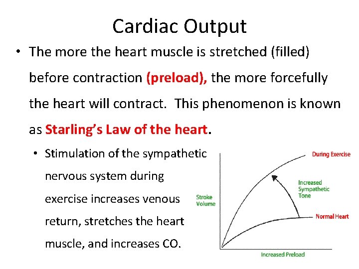 Cardiac Output • The more the heart muscle is stretched (filled) before contraction (preload),