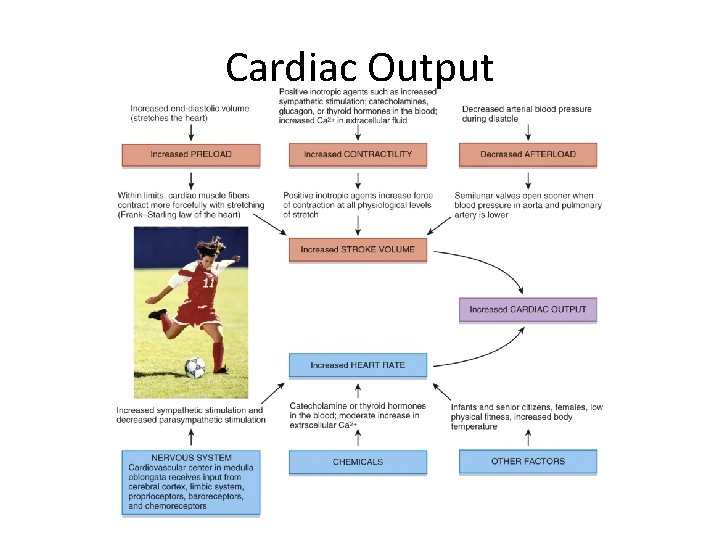 Cardiac Output 