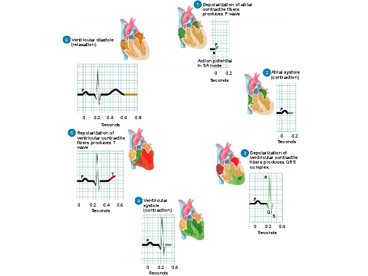 1 Depolarization of atrial contractile fibers produces P wave 6 6 Ventricular diastole (relaxation)