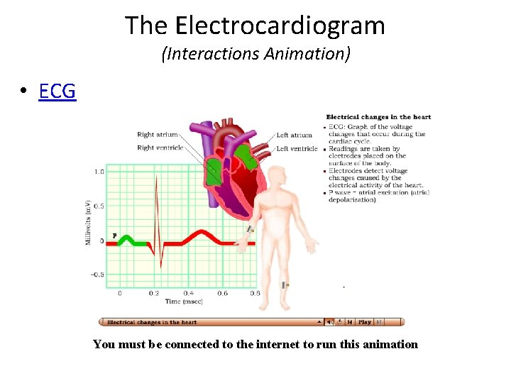 The Electrocardiogram (Interactions Animation) • ECG You must be connected to the internet to