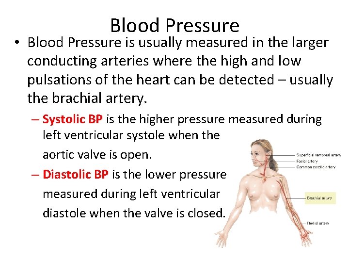 Blood Pressure • Blood Pressure is usually measured in the larger conducting arteries where