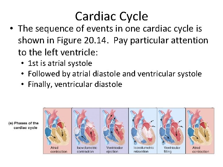 Cardiac Cycle • The sequence of events in one cardiac cycle is shown in