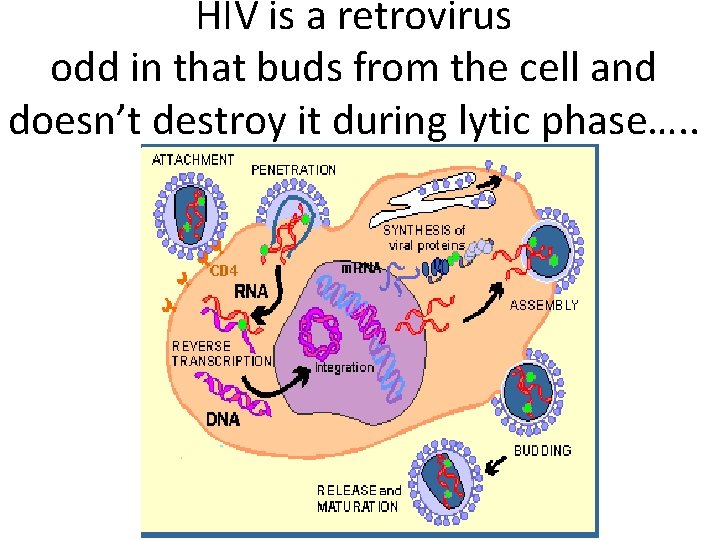 HIV is a retrovirus odd in that buds from the cell and doesn’t destroy