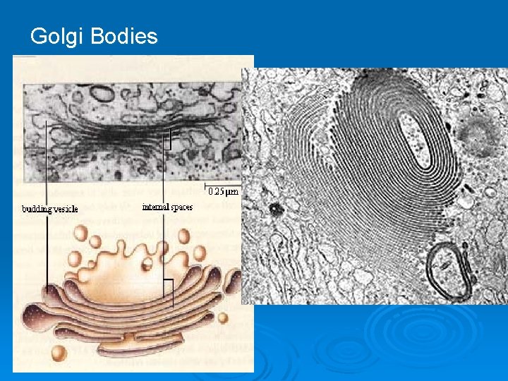 Golgi Bodies Golgi Bodies
