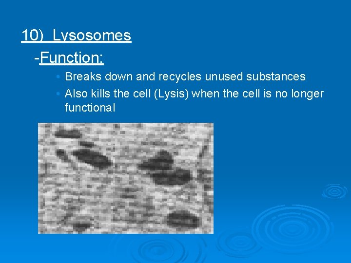10) Lysosomes -Function: • Breaks down and recycles unused substances • Also kills the 10) Lysosomes -Function: • Breaks down and recycles unused substances • Also kills the
