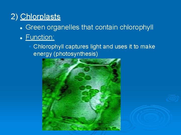 2) Chlorplasts l l Green organelles that contain chlorophyll Function: • Chlorophyll captures light 2) Chlorplasts l l Green organelles that contain chlorophyll Function: • Chlorophyll captures light