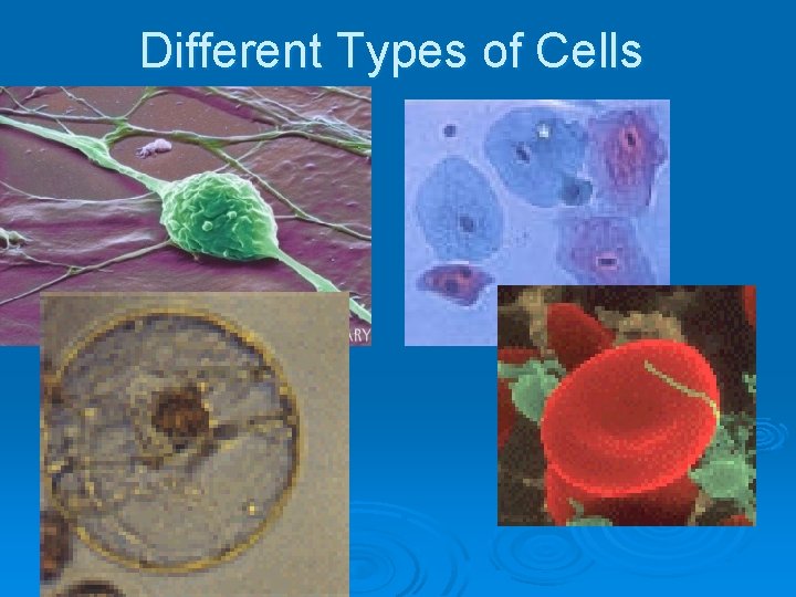 Different Types of Cells Different Types of Cells