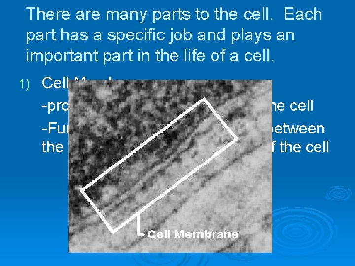 There are many parts to the cell. Each part has a specific job and There are many parts to the cell. Each part has a specific job and