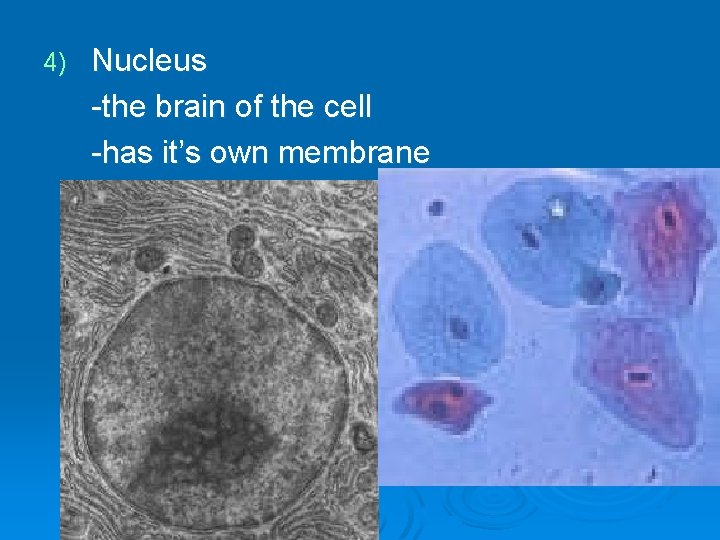 4) Nucleus -the brain of the cell -has it’s own membrane -Functions: a) directs 4) Nucleus -the brain of the cell -has it’s own membrane -Functions: a) directs