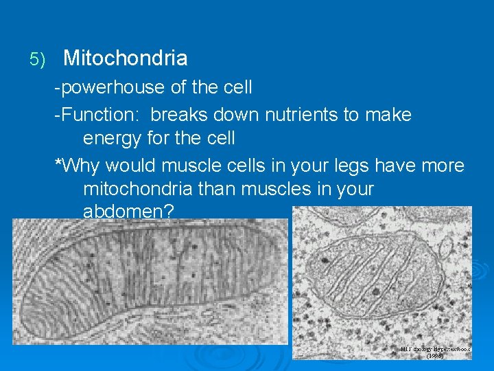 5) Mitochondria -powerhouse of the cell -Function: breaks down nutrients to make energy for 5) Mitochondria -powerhouse of the cell -Function: breaks down nutrients to make energy for