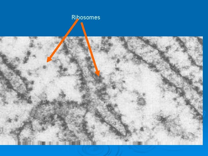 Ribosomes Ribosomes
