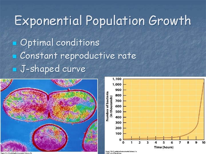 Exponential Population Growth n n n Optimal conditions Constant reproductive rate J-shaped curve 