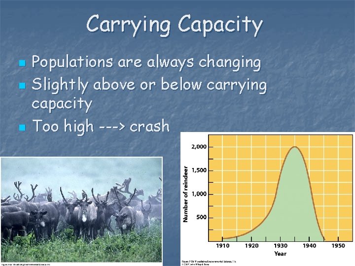 Carrying Capacity n n n Populations are always changing Slightly above or below carrying