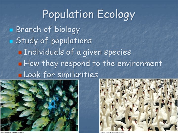 Population Ecology n n Branch of biology Study of populations n Individuals of a