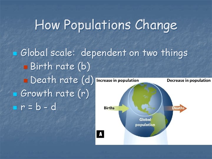 How Populations Change n n n Global scale: dependent on two things n Birth