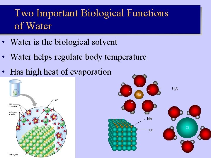 Two Important Biological Functions of Water • Water is the biological solvent • Water Two Important Biological Functions of Water • Water is the biological solvent • Water