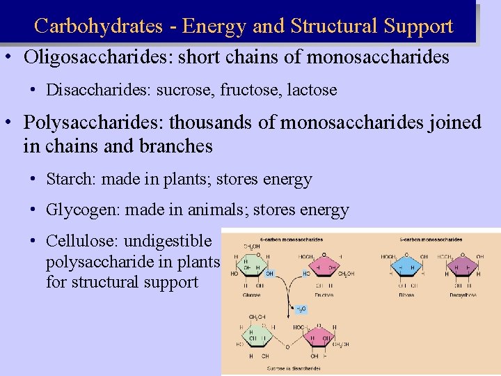 Carbohydrates - Energy and Structural Support • Oligosaccharides: short chains of monosaccharides • Disaccharides: Carbohydrates - Energy and Structural Support • Oligosaccharides: short chains of monosaccharides • Disaccharides: