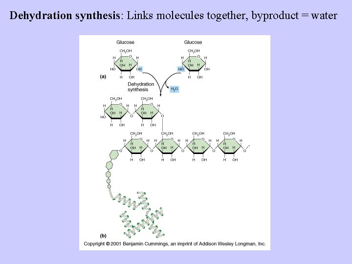 Dehydration synthesis: Links molecules together, byproduct = water Dehydration synthesis: Links molecules together, byproduct = water