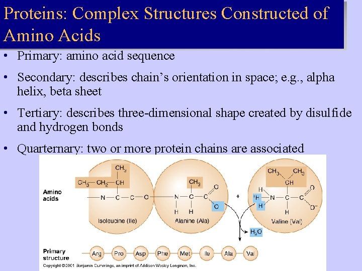 Proteins: Complex Structures Constructed of Amino Acids • Primary: amino acid sequence • Secondary: Proteins: Complex Structures Constructed of Amino Acids • Primary: amino acid sequence • Secondary: