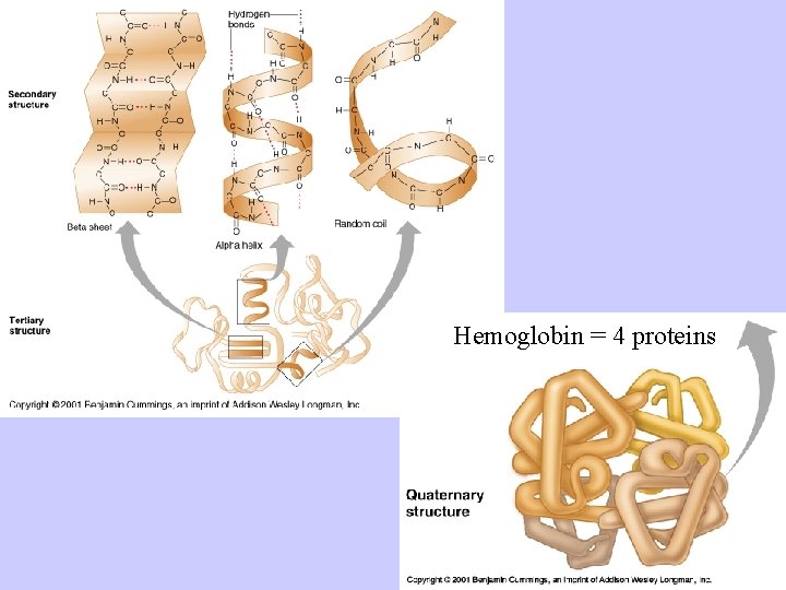 Hemoglobin = 4 proteins Hemoglobin = 4 proteins