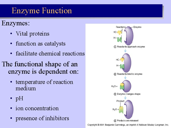 Enzyme Function Enzymes: • Vital proteins • function as catalysts • facilitate chemical reactions Enzyme Function Enzymes: • Vital proteins • function as catalysts • facilitate chemical reactions