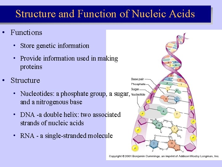 Structure and Function of Nucleic Acids • Functions • Store genetic information • Provide Structure and Function of Nucleic Acids • Functions • Store genetic information • Provide