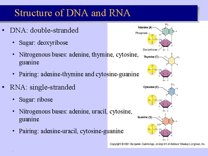 Structure of DNA and RNA • DNA: double-stranded • Sugar: deoxyribose • Nitrogenous bases: Structure of DNA and RNA • DNA: double-stranded • Sugar: deoxyribose • Nitrogenous bases: