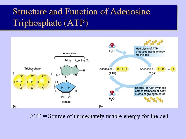 Structure and Function of Adenosine Triphosphate (ATP) ATP = Source of immediately usable energy Structure and Function of Adenosine Triphosphate (ATP) ATP = Source of immediately usable energy