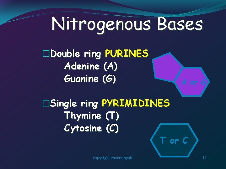 Nitrogenous Bases �Double ring PURINES Adenine (A) Guanine (G) A or G �Single ring