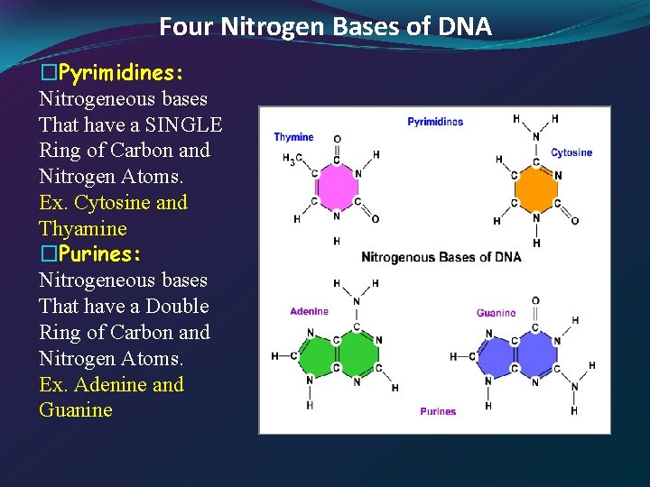 Four Nitrogen Bases of DNA �Pyrimidines: Nitrogeneous bases That have a SINGLE Ring of