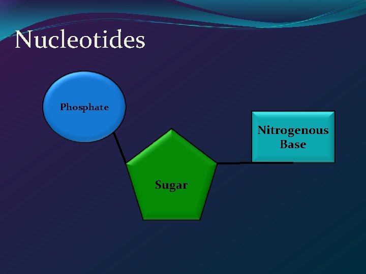 Nucleotides Phosphate Nitrogenous Base Sugar 
