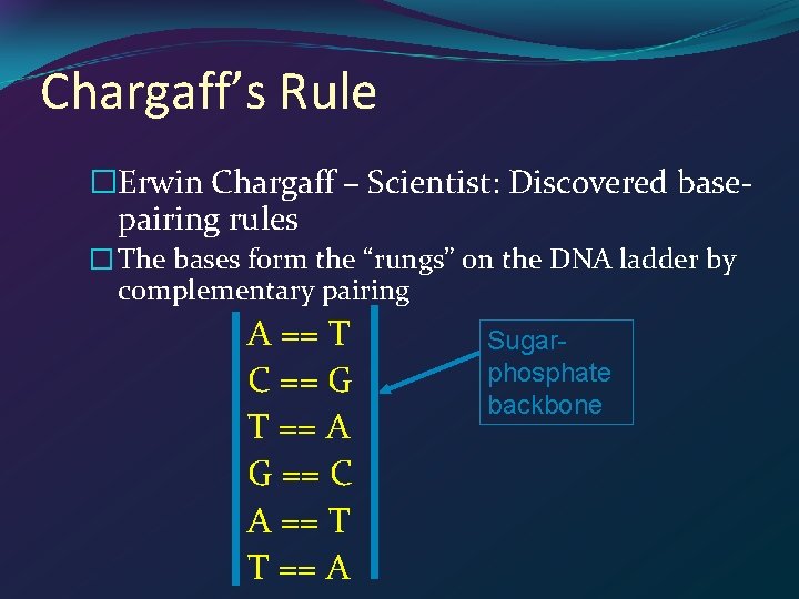 Chargaff’s Rule �Erwin Chargaff – Scientist: Discovered basepairing rules � The bases form the