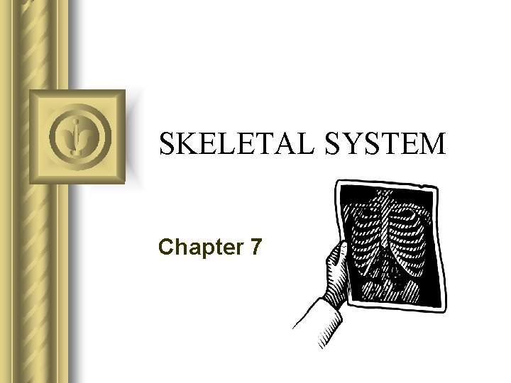 SKELETAL SYSTEM Chapter 7 