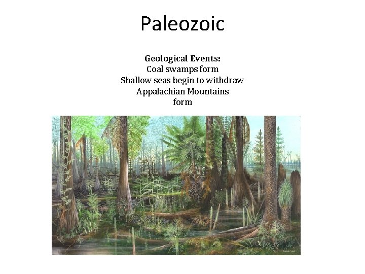 Paleozoic Geological Events: Coal swamps form Shallow seas begin to withdraw Appalachian Mountains form