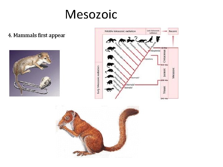 Mesozoic 4. Mammals first appear 