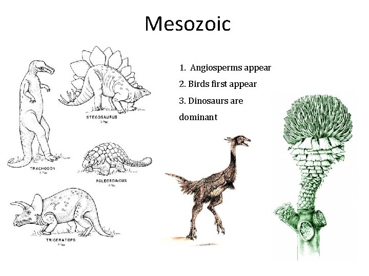 Mesozoic 1. Angiosperms appear 2. Birds first appear 3. Dinosaurs are dominant 